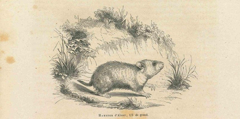 Paul Gervais, Hamster, 1854, Lithograph-ZCI-1165530