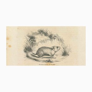 Paul Gervais, Hamster, 1854, Lithograph-ZCI-1165530