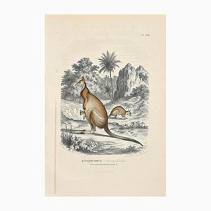 Paul Gervais, Kangaroo Dorsal, Original Lithograph, 1854-ZCI-1164525