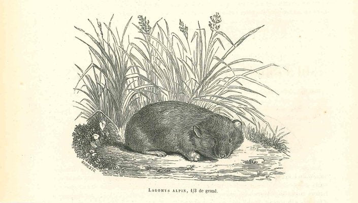 Paul Gervais, Lagomys Alpin, Lithograph, 1854-ZCI-2024887