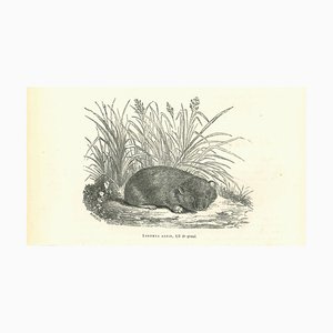 Paul Gervais, Lagomys Alpin, Lithograph, 1854-ZCI-2024887