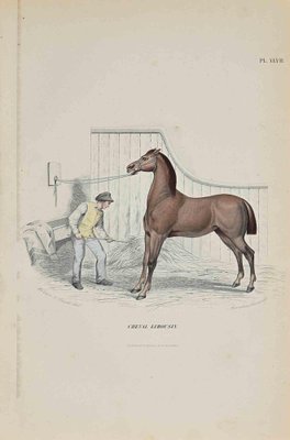 Paul Gervais, Limousin Horse, Original Lithograph, 1854-ZCI-1163555