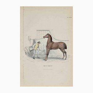 Paul Gervais, Limousin Horse, Original Lithograph, 1854-ZCI-1163555