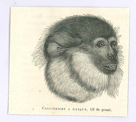 Paul Gervais, Monkey, Lithograph, 1854-ZCI-1758916