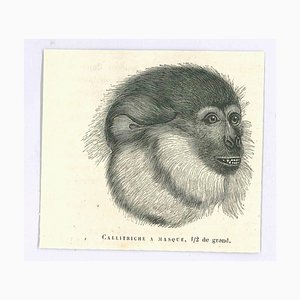 Paul Gervais, Monkey, Lithograph, 1854-ZCI-1758916