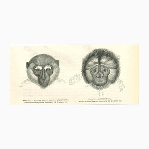 Paul Gervais, Monkeys, 1854, Lithograph-ZCI-1165532