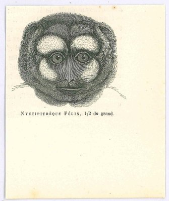 Paul Gervais, Night Monkey, Lithograph, 1854-ZCI-1758920