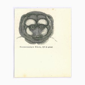 Paul Gervais, Night Monkey, Lithograph, 1854-ZCI-1758920