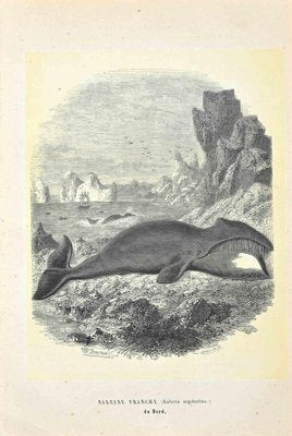 Paul Gervais, North Atlantic Right Whale, Lithograph, 1854-ZCI-1164717