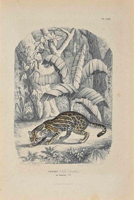 Paul Gervais, Ocelot, Original Lithograph, 1854-ZCI-1164639