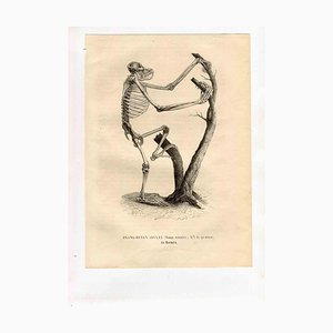 Paul Gervais, Orang-Outan, Lithograph, 1854-ZCI-2029688