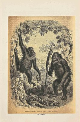 Paul Gervais, Orang-Outan, Original Lithograph, 1854-ZCI-2029597