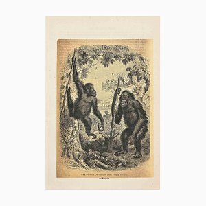 Paul Gervais, Orang-Outan, Original Lithograph, 1854-ZCI-2029597