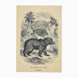 Paul Gervais, Ours Jongleur, Original Lithograph, 1854-ZCI-1164656