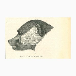 Paul Gervais, Papion Male, 1854, Lithograph-ZCI-1165485