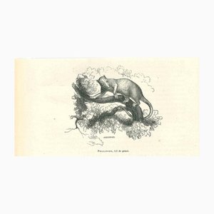 Paul Gervais, Phalanger, 1854, Lithograph-ZCI-1165531