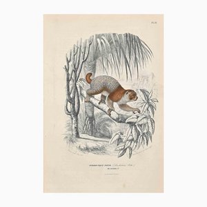 Paul Gervais, Potto, Original Lithograph, 1854-ZCI-1164614