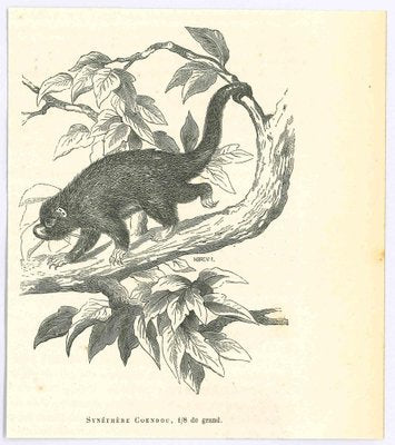 Paul Gervais, Prehensile-Tailed Porcupine, 1854, Lithograph-ZCI-1165460