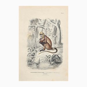 Paul Gervais, Semnopitheque De Dussumier, Original Lithograph, 1854-ZCI-1163523