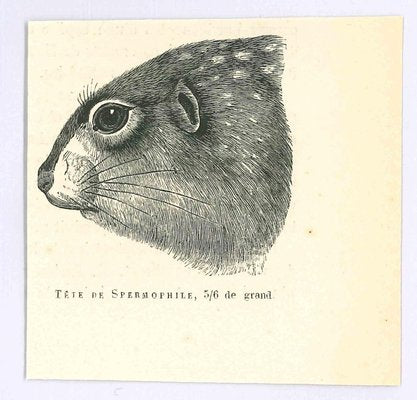 Paul Gervais, Spermophilus, Original Lithograph, 1854-ZCI-2024875