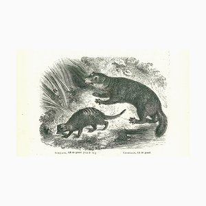 Paul Gervais, Suricate, Original Lithograph, 1854-ZCI-2029686