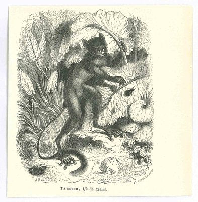 Paul Gervais, Tarsier, Original Lithograph, 1854-ZCI-2025026