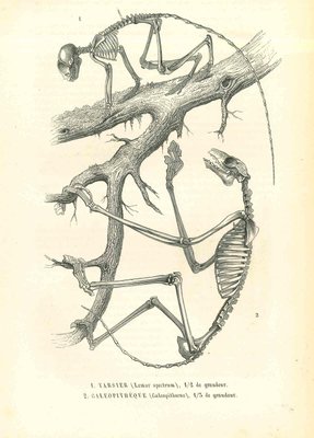 Paul Gervais, The Animal Skeleton, Original Lithograph, 1854-ZCI-2024879