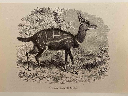 Paul Gervais, The Antelope, 1854, Lithograph-ZCI-1165500