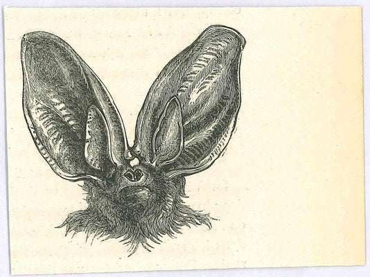 Paul Gervais, The Bat, Lithograph, 1854-ZCI-1758919