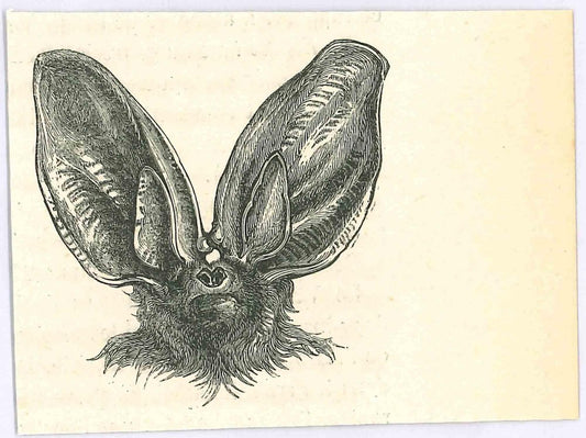 Paul Gervais, The Bat, Lithograph, 1854