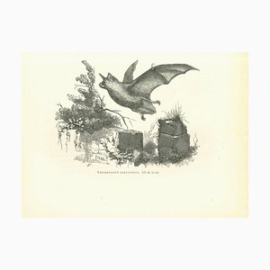 Paul Gervais, The Bat, Lithograph, 1854-ZCI-1758918