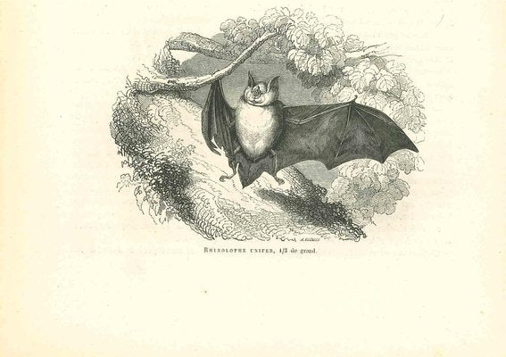 Paul Gervais, The Bat, Original Lithograph, 1854-ZCI-1164695