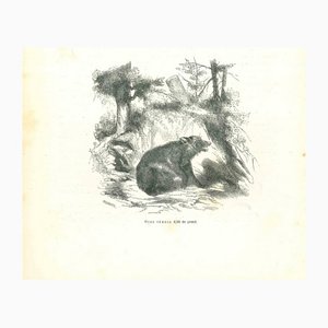 Paul Gervais, The Bear, 1854, Lithograph-ZCI-1165533