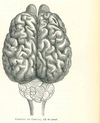 Paul Gervais, The Brain, 1854, Lithograph-ZCI-1165429