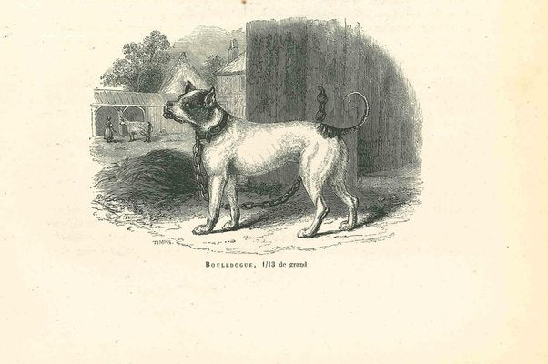 Paul Gervais, The Bulldog, 1854, Lithograph-ZCI-1165521