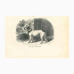 Paul Gervais, The Bulldog, 1854, Lithograph-ZCI-1165521