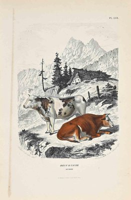 Paul Gervais, The Cows, Original Lithograph, 1854-ZCI-1164715