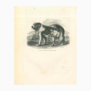 Paul Gervais, The Dog, 1854, Lithograph-ZCI-1165489