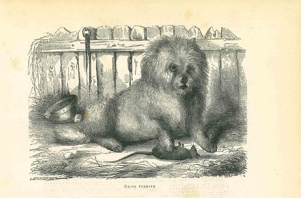 Paul Gervais, The Dog, Lithograph, 1854-ZCI-1165545