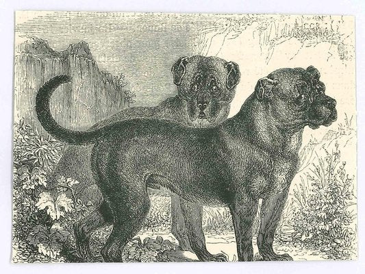 Paul Gervais, The Dogs, 1854, Lithograph-ZCI-1165517