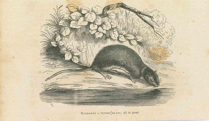 Paul Gervais, The Drinking Mouse, 1854, Lithograph-ZCI-1165575