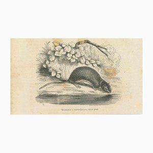 Paul Gervais, The Drinking Mouse, 1854, Lithograph-ZCI-1165575