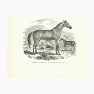 Paul Gervais, The Horse, Original Lithograph, 1854-ZCI-1216713