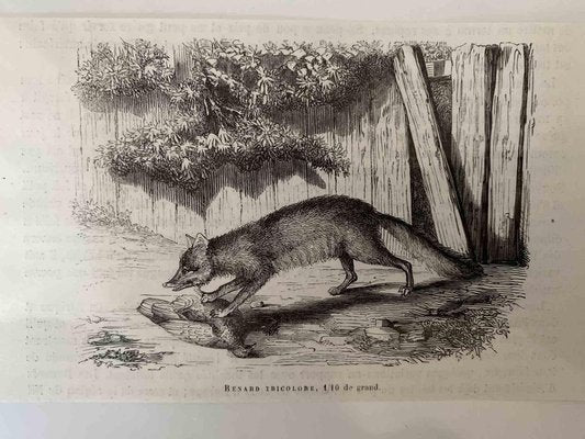 Paul Gervais, The Hunting Fox, Lithograph, 1854-ZCI-2029687