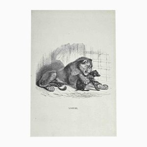 Paul Gervais, The Lion, Original Lithograph, 1854-ZCI-1164646