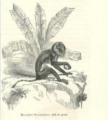 Paul Gervais, The Monkey, 1854, Lithograph-ZCI-1165563