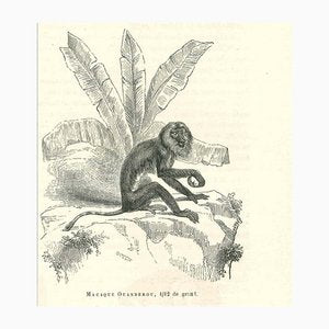 Paul Gervais, The Monkey, 1854, Lithograph-ZCI-1165563