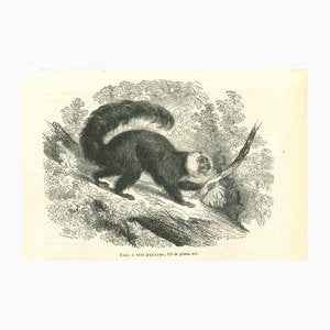 Paul Gervais, The Monkey, 1854, Lithograph-ZCI-1165397