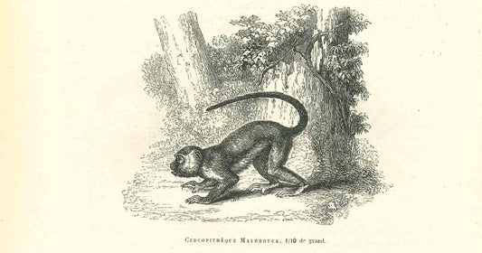 Paul Gervais, The Monkey, Lithograph, 1854