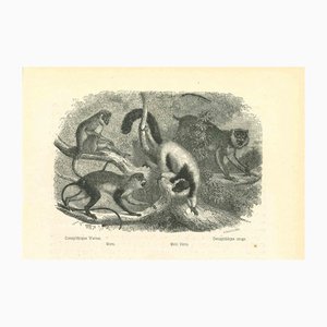 Paul Gervais, The Monkeys, 1854, Lithograph-ZCI-1165404